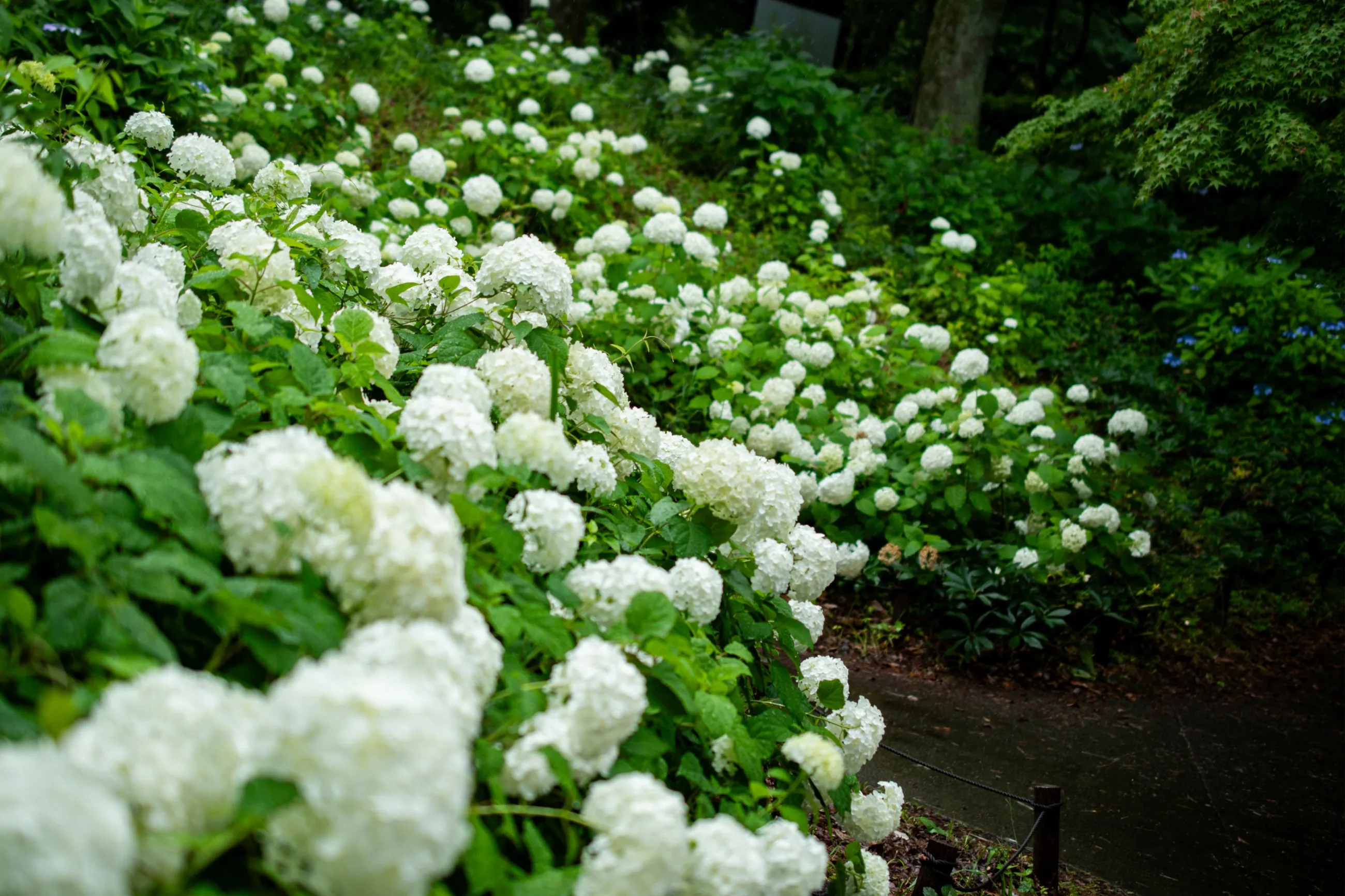 虹～紫陽花⭐ 紫陽花の季節2025｜donguri
