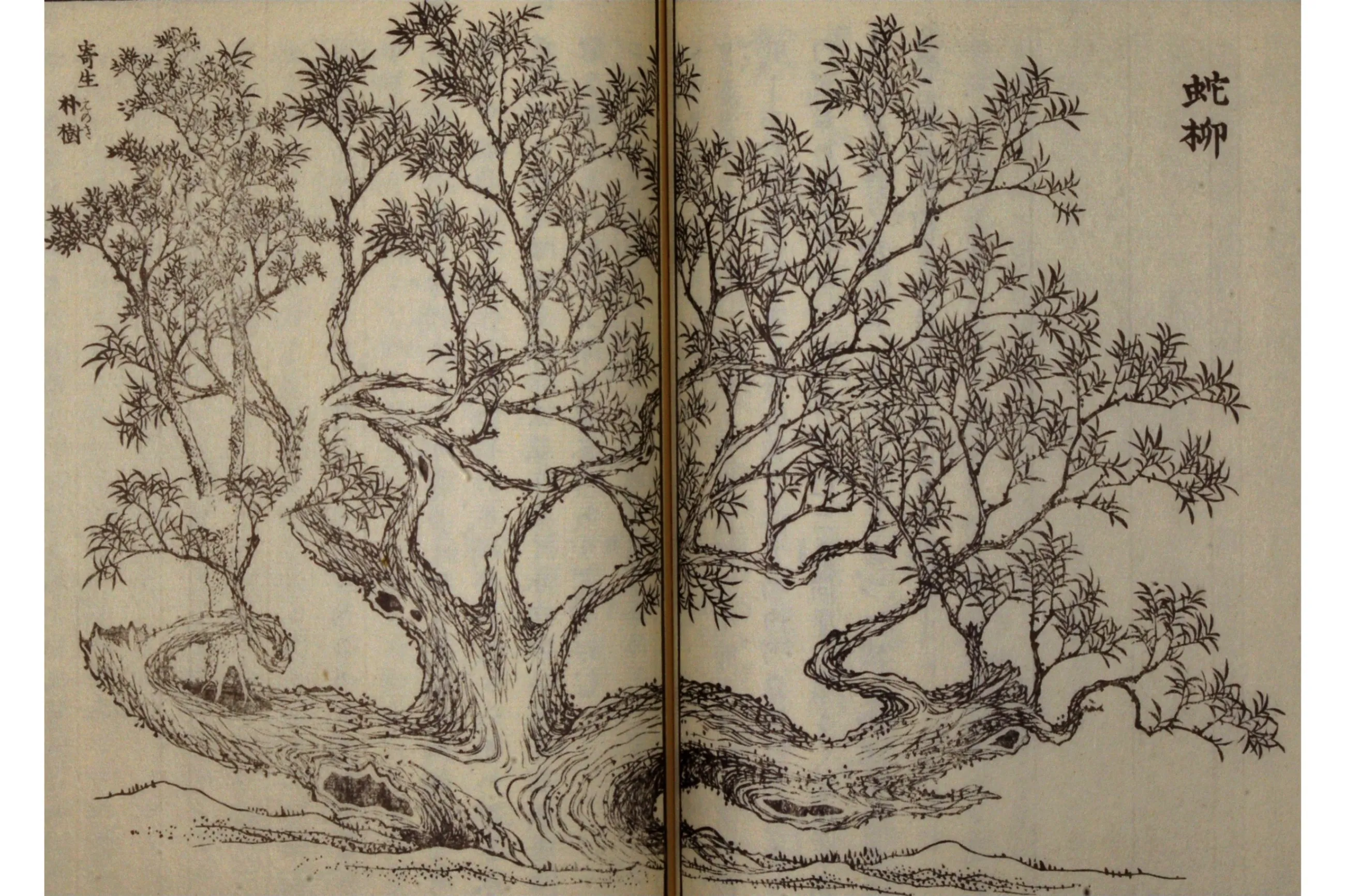 企画展「赤松宗旦と利根川図志」