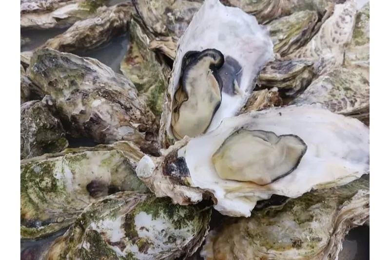 蒸し牡蠣