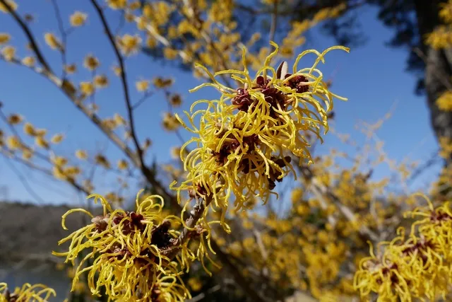 【花・見ごろ】国営武蔵丘陵森林公園　マンサク類