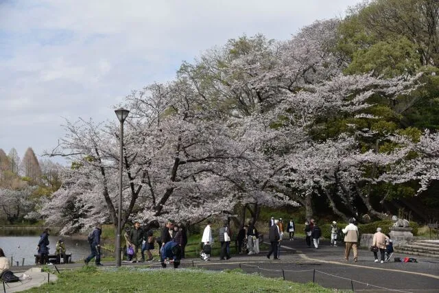 【桜・見ごろ】県立三ツ池公園