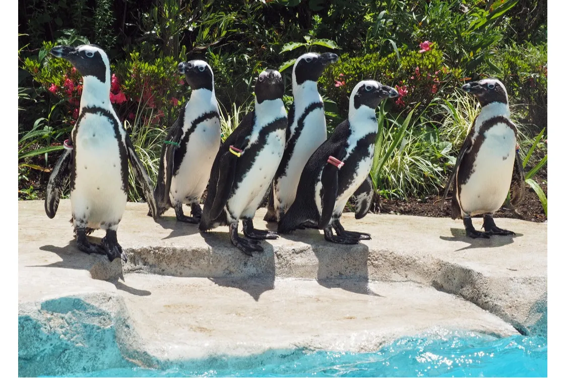 【智光山公園こども動物園】夏のイベント_2