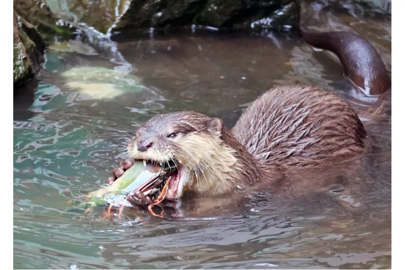 【智光山公園こども動物園】夏のイベント_5