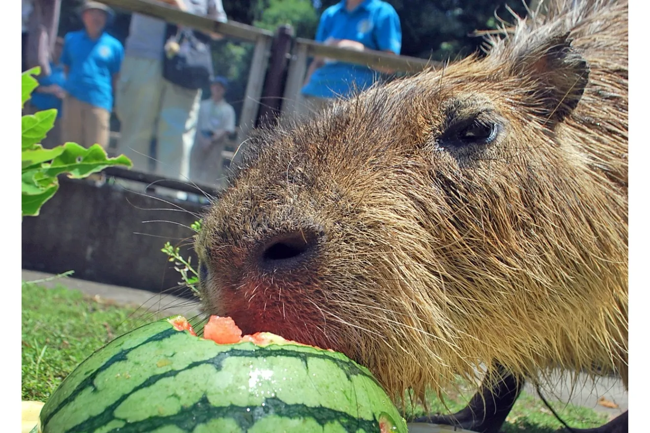【智光山公園こども動物園】夏のイベント_6
