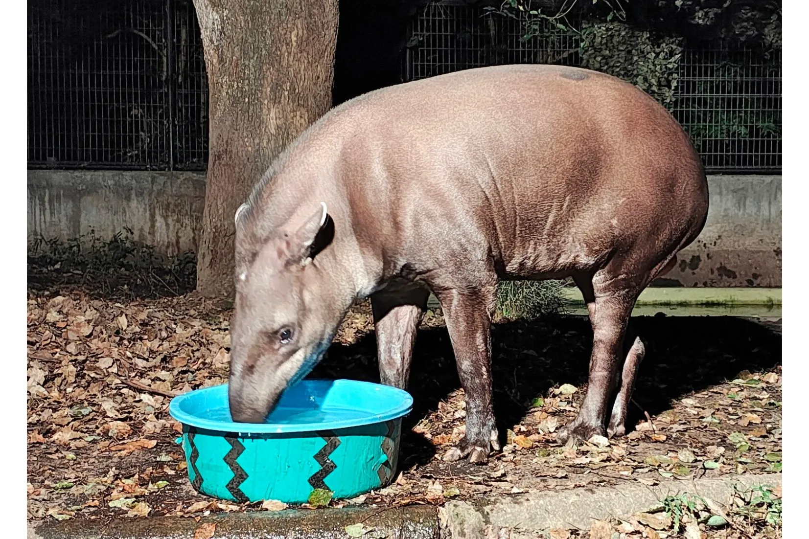 【智光山公園こども動物園】夏のイベント_7