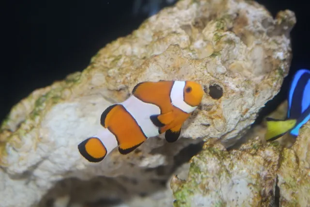 水族館の魚がハロウィーンパーティー！？
