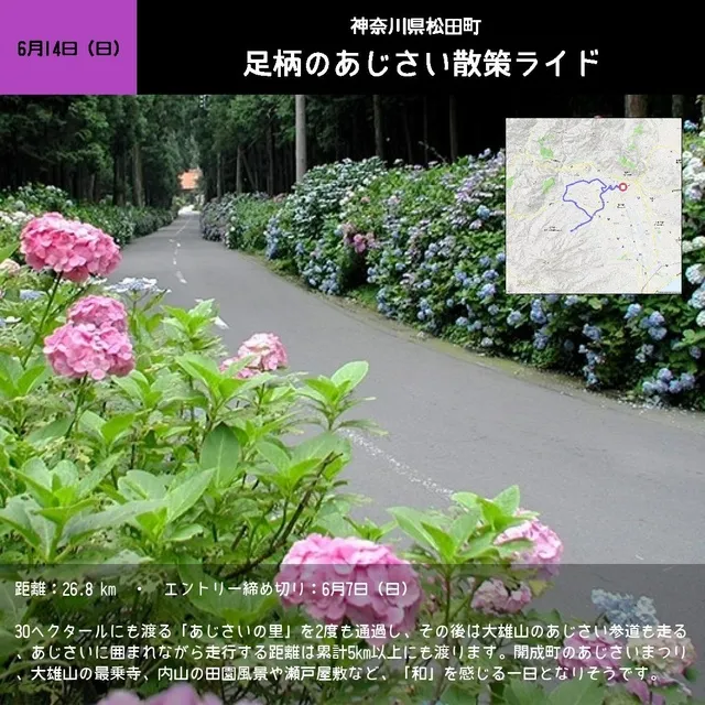 足柄のあじさい散策ライド