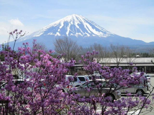 なるさわツツジ祭り