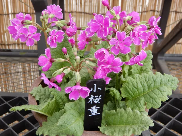 国立歴史民俗博物館 くらしの植物苑特別企画「伝統の桜草」