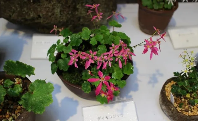 秋の山野草展