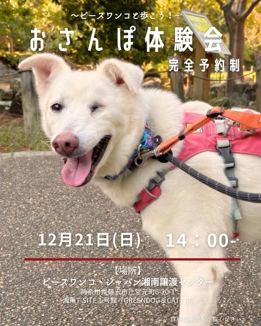 お散歩体験会（12月）