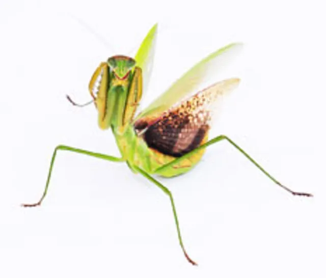虫さがし「晩夏の昆虫」