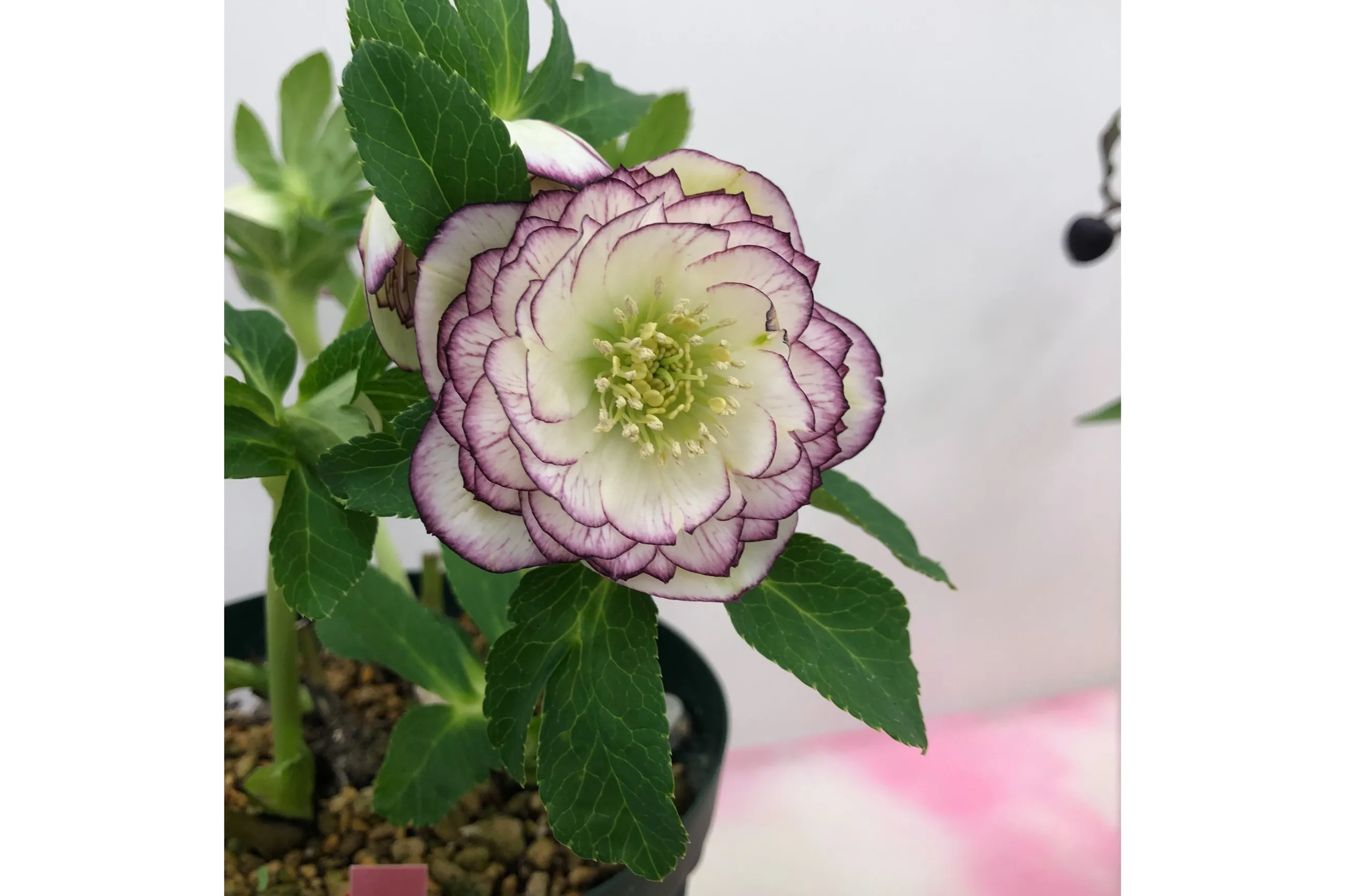 クリスマスローズの世界展2026 ～魅惑の花たちの宴～