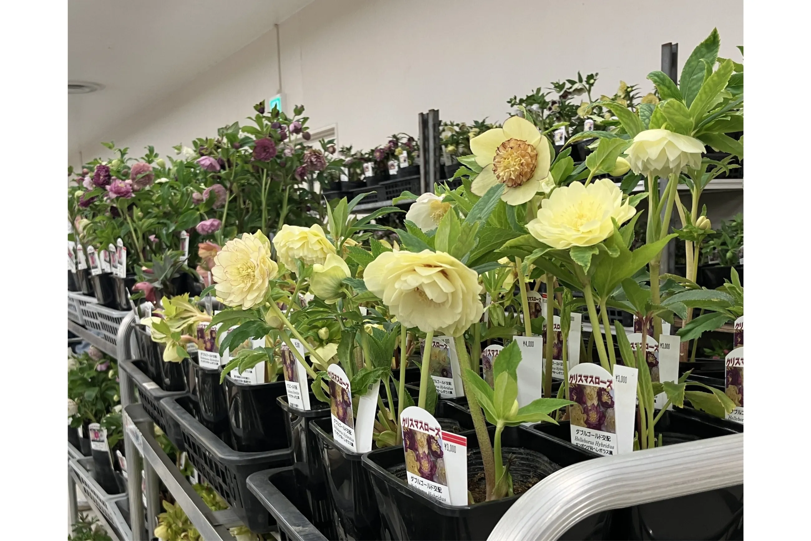 クリスマスローズの世界展2026 ～魅惑の花たちの宴～
