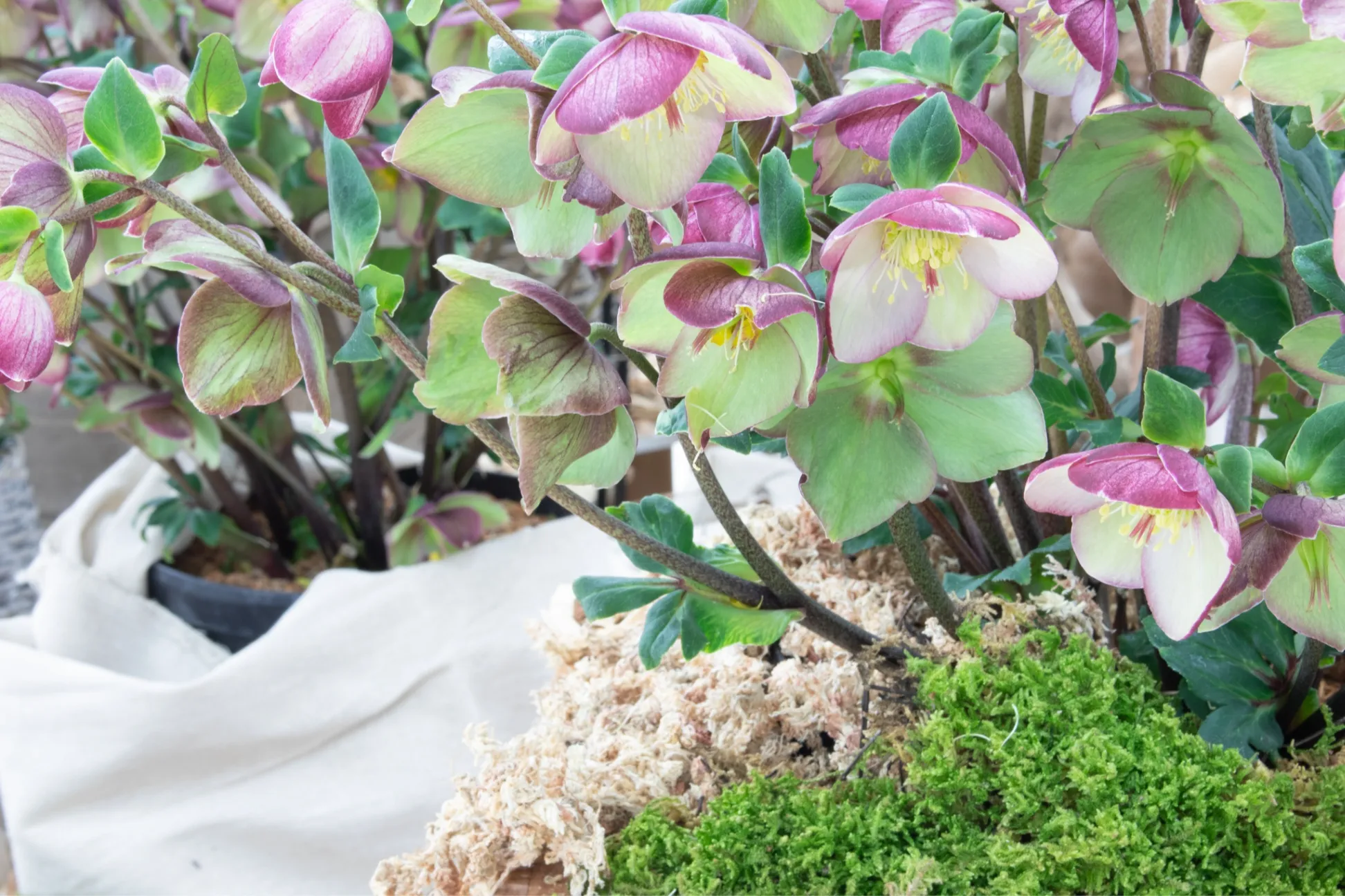 クリスマスローズの世界展2026 ～魅惑の花たちの宴～