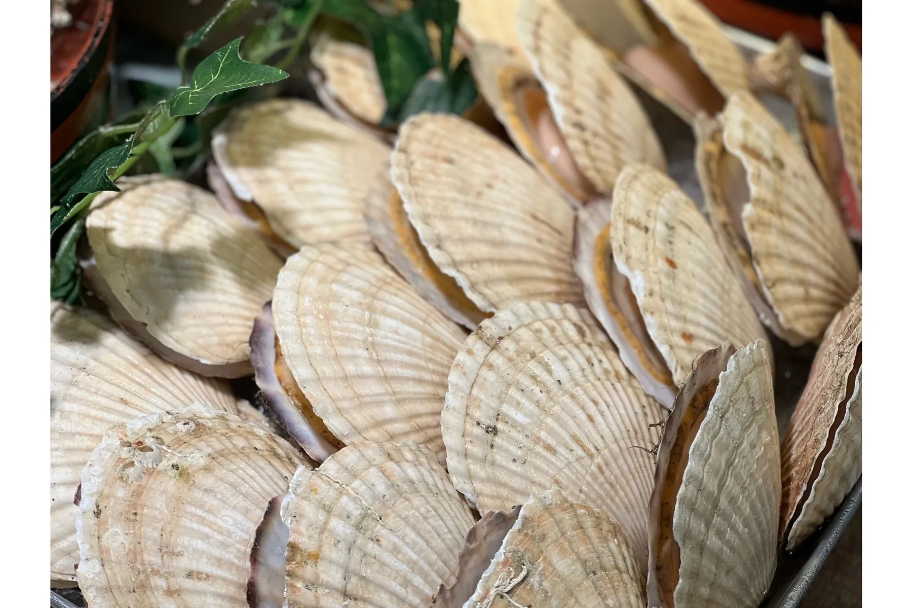 京王BBQガーデン_2