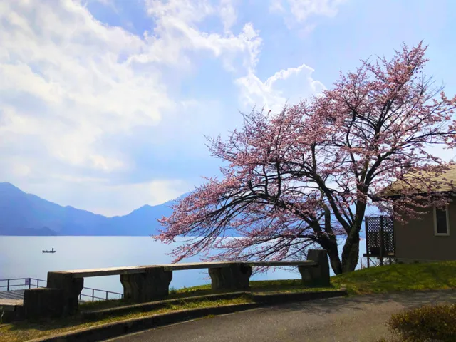 【桜・見ごろ】中禅寺湖_1