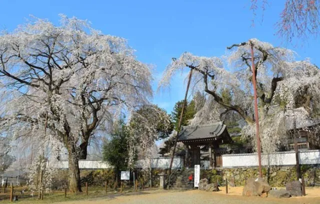 【桜・見ごろ】清雲寺のしだれ桜