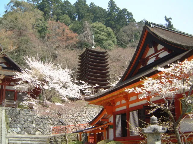 【桜・見ごろ】談山神社