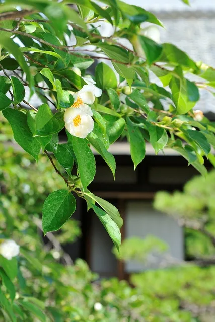 【花・見ごろ】田中本家の沙羅の花