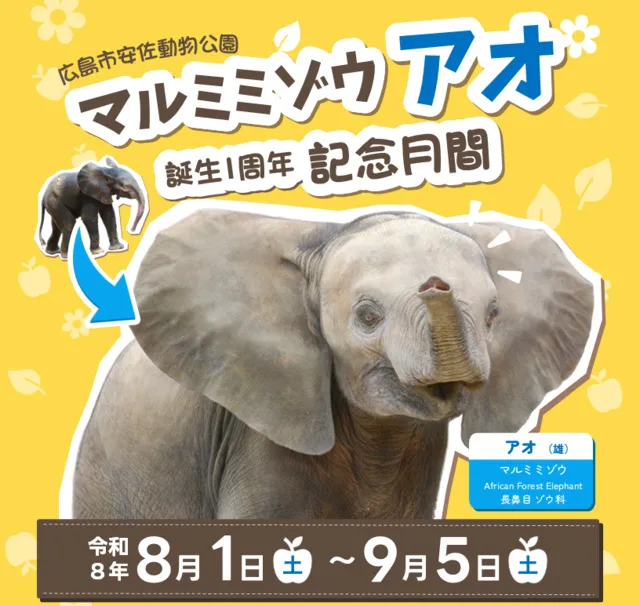 マルミミゾウ「アオ」誕生1周年記念月間