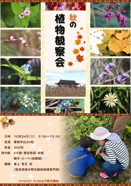 秋の植物観察会