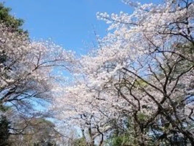 【桜・見ごろ】須和田遺跡（須和田公園）_1