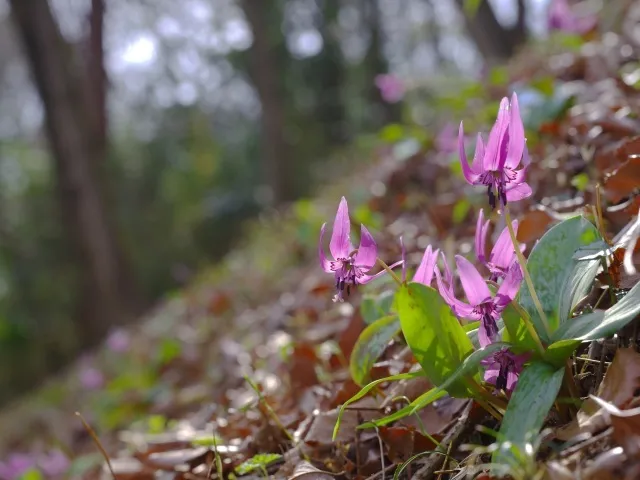 【花・見ごろ】国営武蔵丘陵森林公園　カタクリ