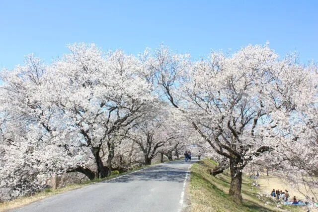 138タワーパーク　さくら祭り
