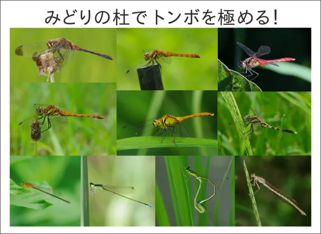 むかっち博士の自然観察会　9月　トンボを極める！