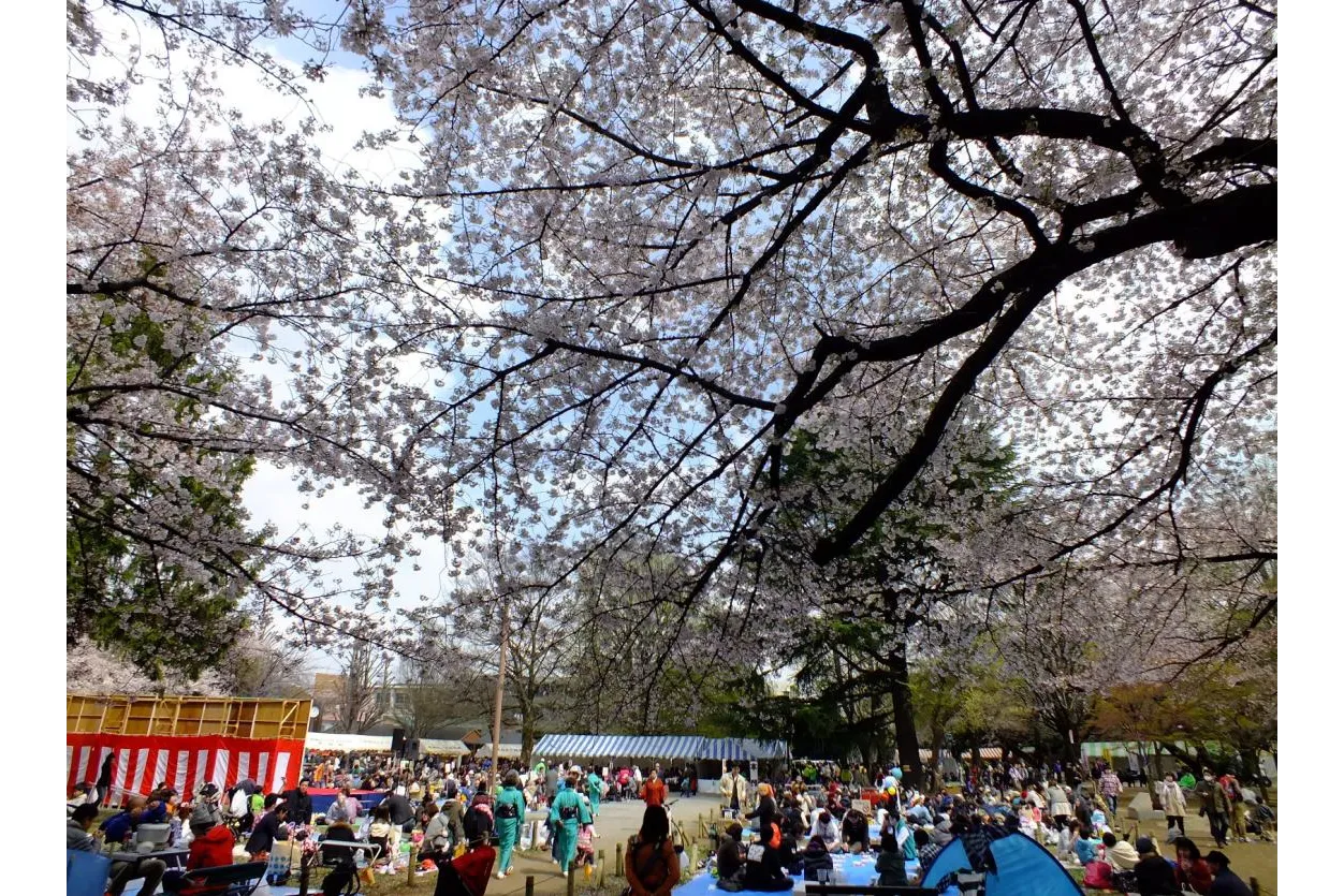 第38回常盤台桜まつり