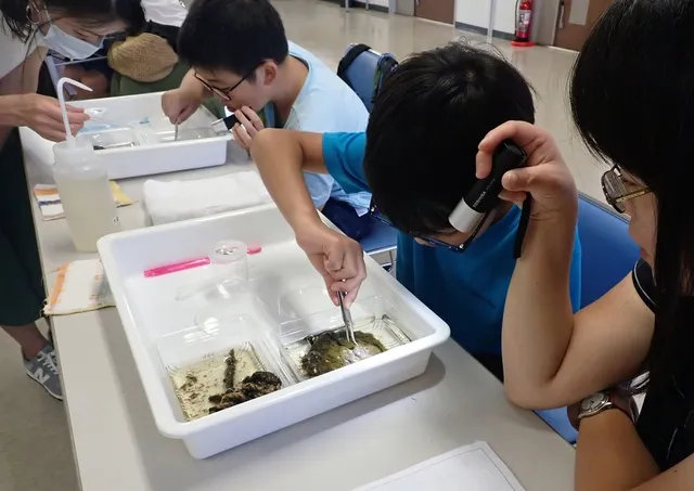 海のくっつく生き物を観察しよう