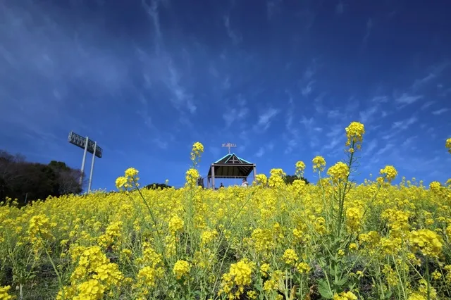 菜の花DAYS