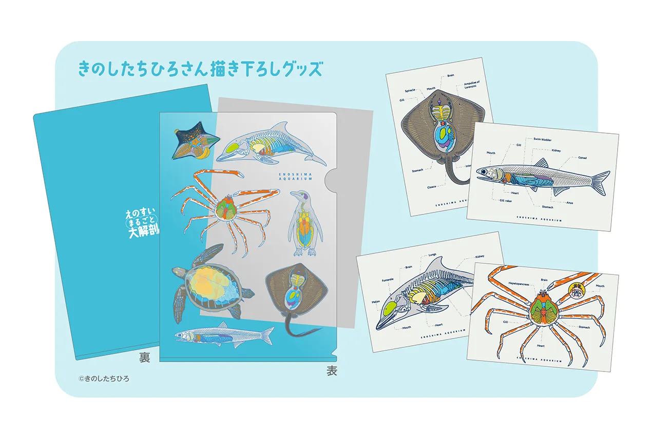 えのすいまるごと大解剖展_13