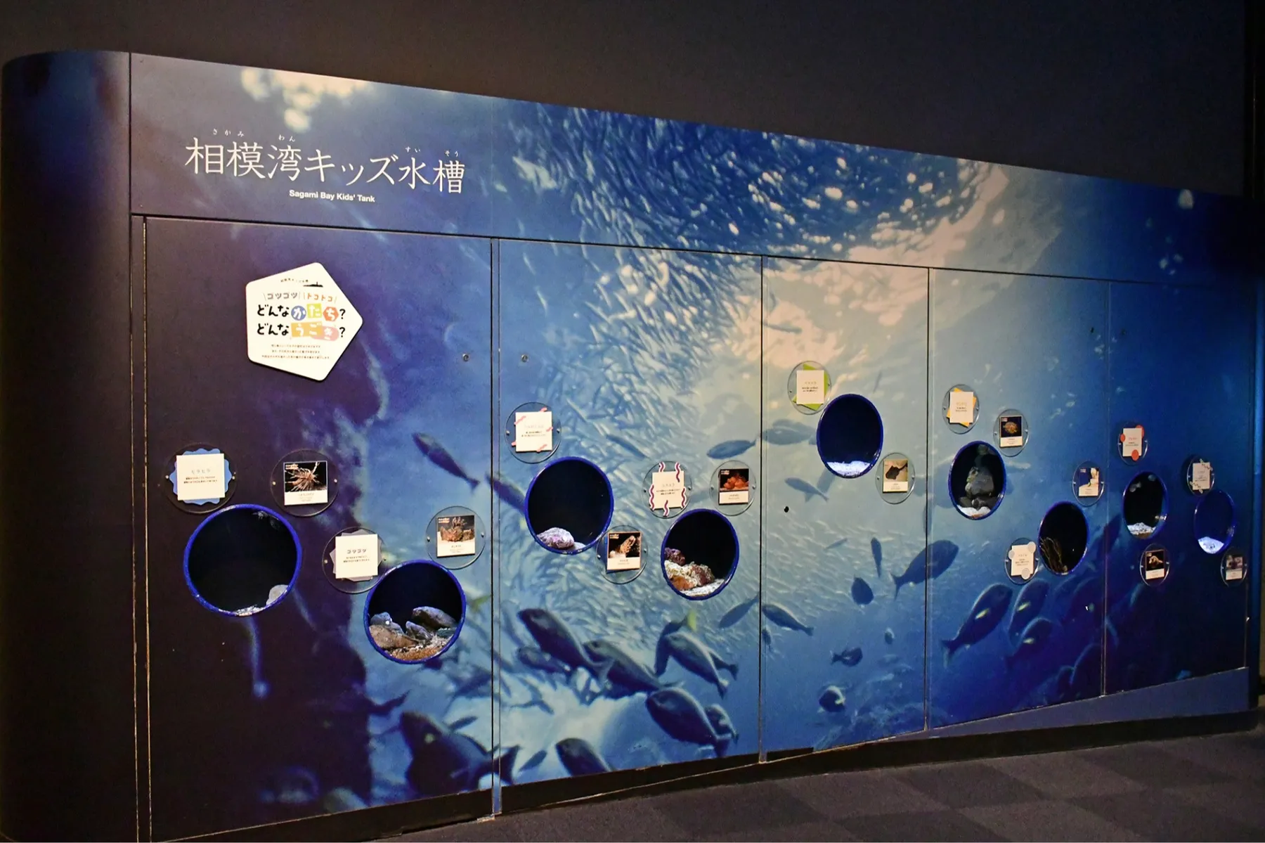 えのすいまるごと大解剖展_3