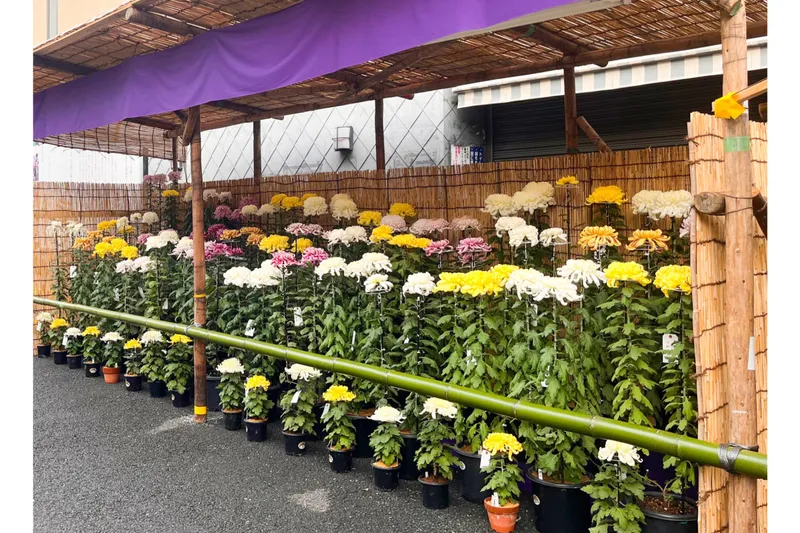 よしず小屋に菊が並ぶ