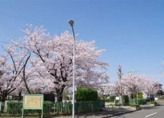 【桜・見ごろ】子の神中央公園