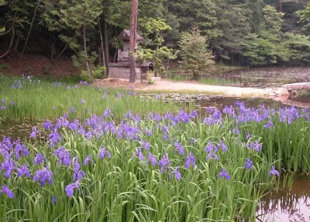 【花・見ごろ】弁財天の池 カキツバタ_1