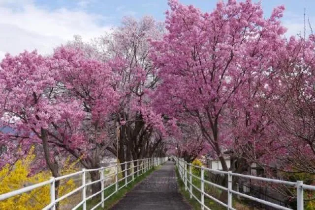 【桜・見ごろ】貢川遊歩道