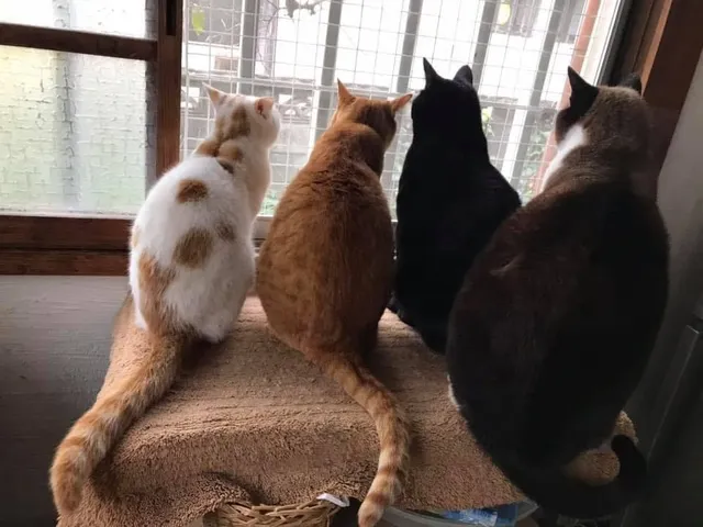 猫の譲渡会in花の文化園（8月）