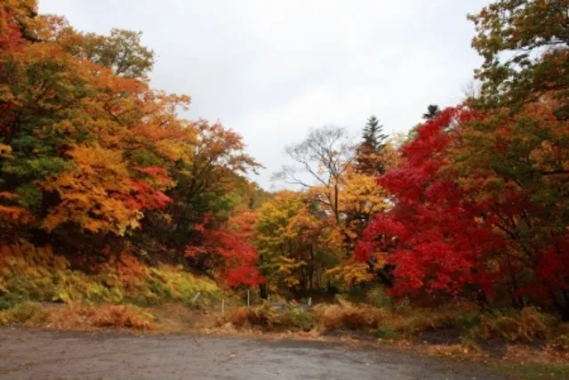 【紅葉・見ごろ】紅葉谷
