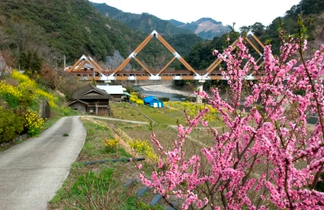 【桜・見ごろ】西米良村