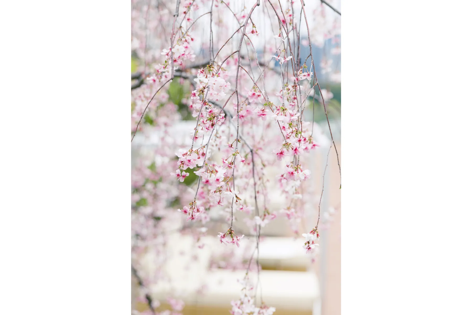 桜いちごのアフタヌーンティー【ザ・キタノホテル東京】_6