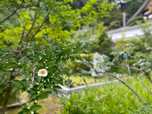 【花・見ごろ】沙羅の寺「應聖寺」