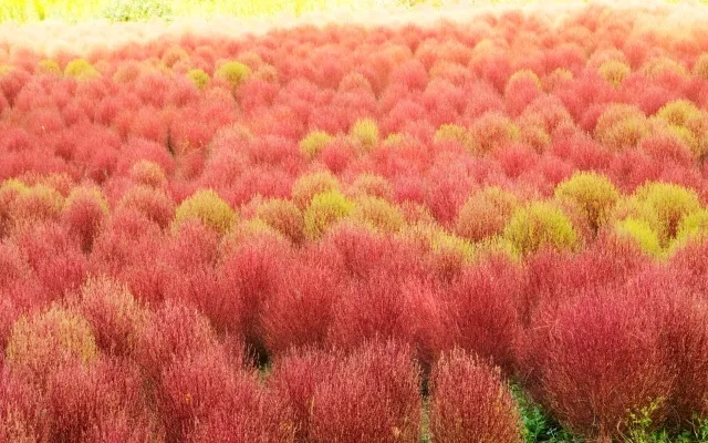 【紅葉・見ごろ】滋賀農業公園ブルーメの丘　コキア