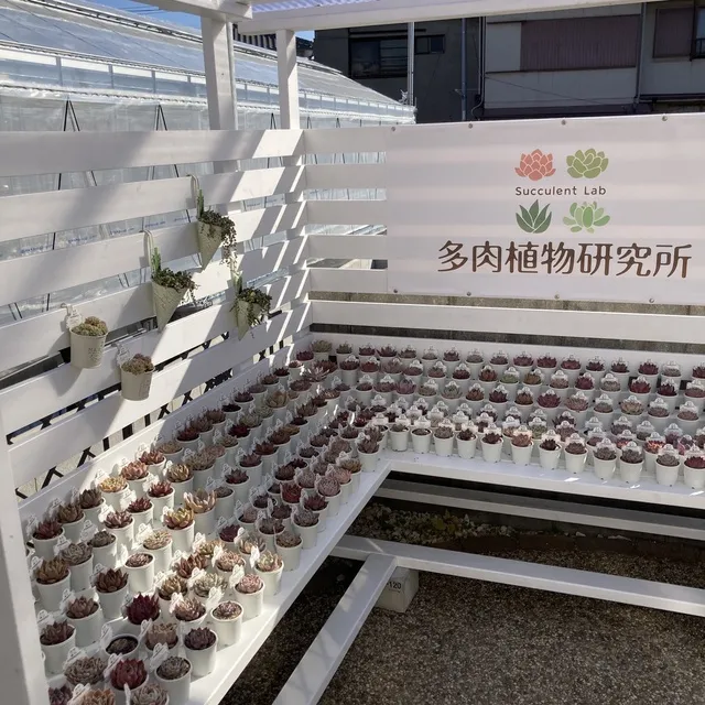 多肉植物好きさん集合！多肉植物研究所がやってくる！