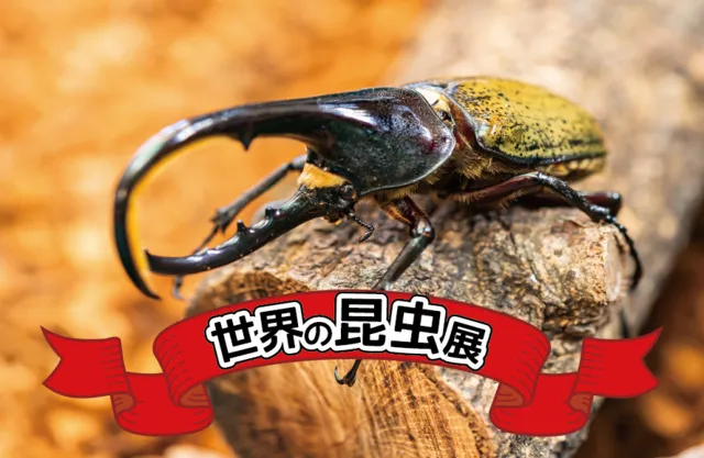 世界の昆虫展