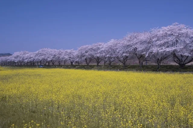 【桜・見ごろ】都幾川桜堤
