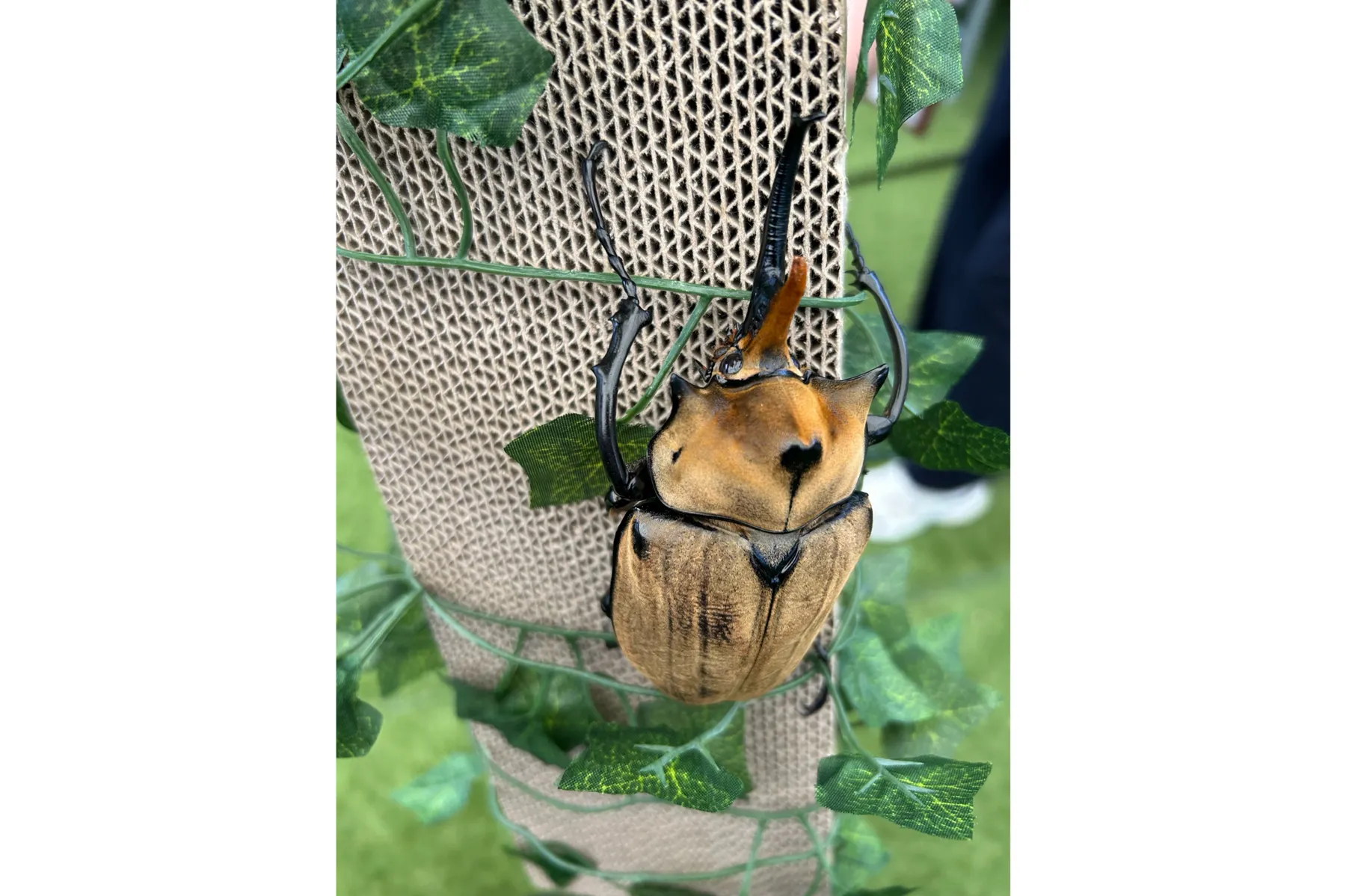 TOMUSHIのカブクワすごいぞ!! in ふかや花園プレミアム・アウトレット_4