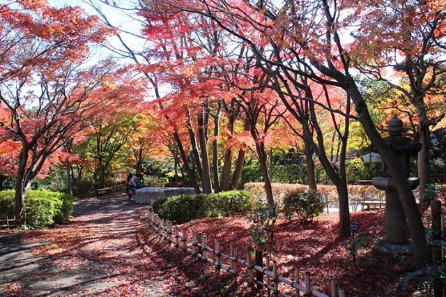 【紅葉・見ごろ】池田山公園